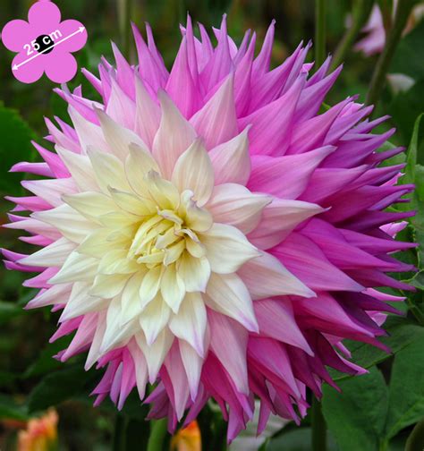 Equally important is the time of flowering. Dahlia Dinnerplate Sir Alfred Ramsey for sale! Buy online ...