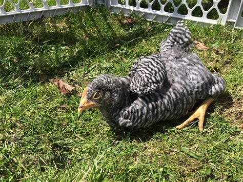 Sight Sexing Barred Plymouth Rock Chicks At Hatch Page 12 Backyard Chickens Learn How To