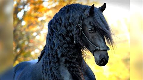 Video Eight Of The Most Beautiful Horse Breeds