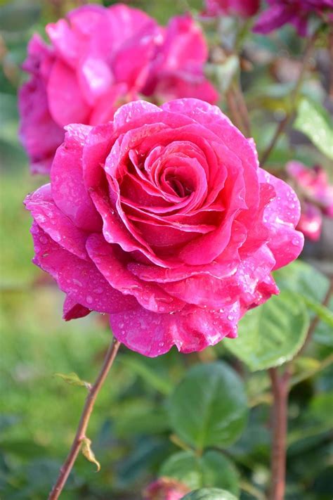 Free Image On Pixabay Flower Plant Rose Nature Garden Rose