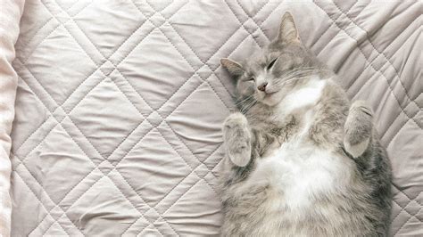 Download Wallpaper 1280x720 Cat Pet Funny Sleep Hd Hdv 720p Hd Background