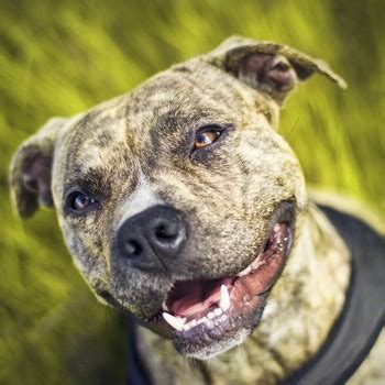 The american pitbull terrier could possibly be one of the most loved yet most controversial breeds out there. American Pit Bull Terrier Breed Information ...