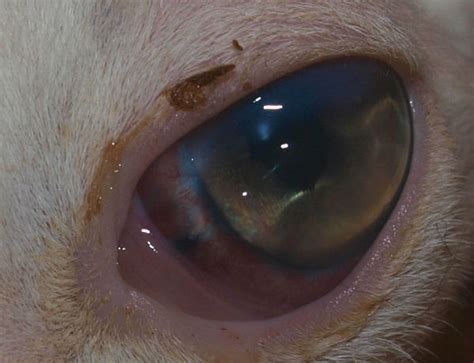 Glaucoma in cats | Vetlexicon Felis from Vetstream ...
