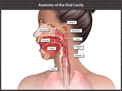 Oral Cavity Pharynx Atlas Of Anatomy Oral Cavity Para Vrogue Co