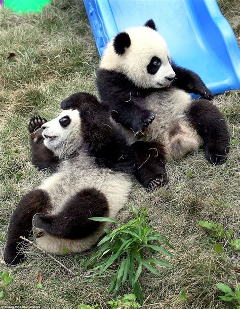 Adorable Baby Panda Twins Tussle Around In China Daily Mail Online
