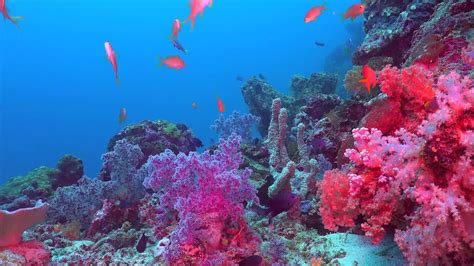 Amberfern × Coral Reef Relaxing Scenes Of The Underwater Scenery