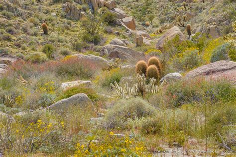 Desert Canyon In Spring Alexander S Kunz Photography