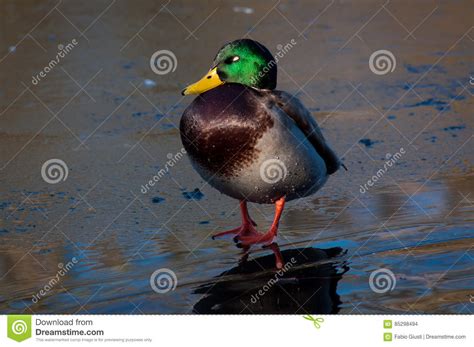 Sleepy Colorful Duck On Frozen Pond Stock Photo Image Of London