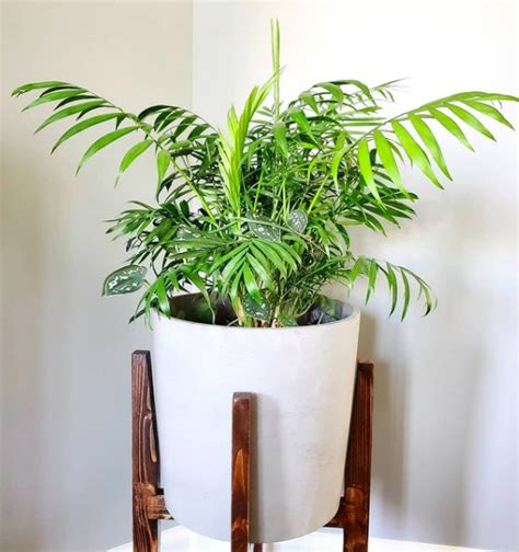 Sprinkle 2 to 3 pounds of epsom salt under the tree's canopy, then water. How To Care For A Parlor Palm (Chamaedorea Elegans): The ...