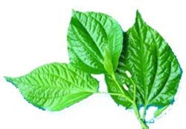 Obat kompres mata atau perendam mata dari daun sirih sudah sangat populer. Articles "Era Baru": Mengobati Keputihan dengan Daun Sirih