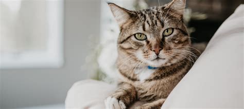 The word whisker dates to around 1600 and was originally a playful formation from the middle english word wisker a cat's whiskers correspond to the width of its body; Signs That Your Purrkid Is Aging - PetBook