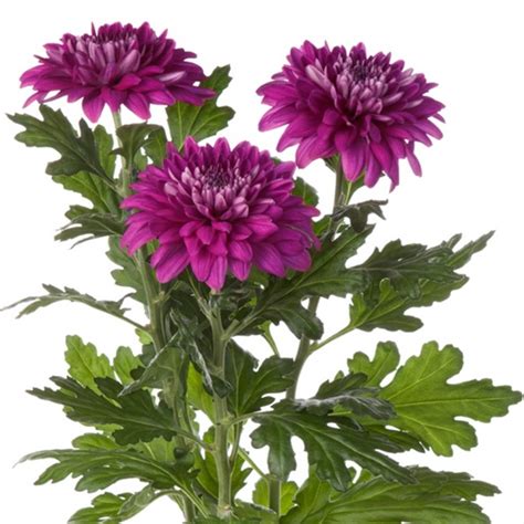 Chrys Disbud Desna Dark Disbudsmums Chrysanthemum Flowers By