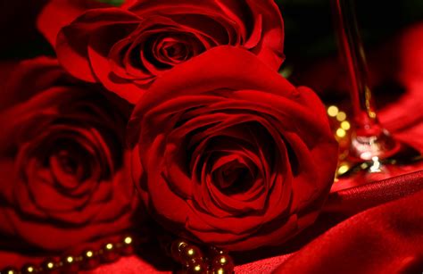 Red Roses Wallpapers Wallpaper Cave