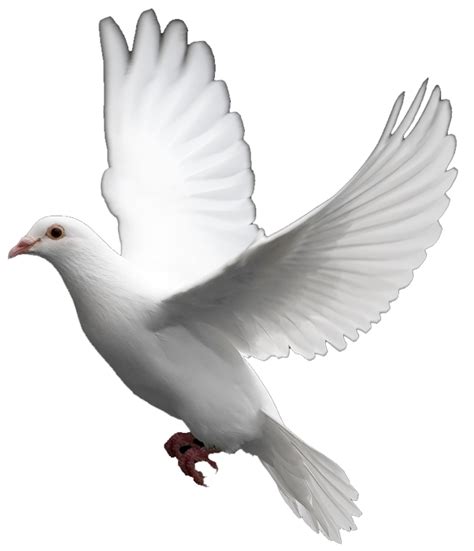 Collection Of Wedding Dove Png Hd Pluspng