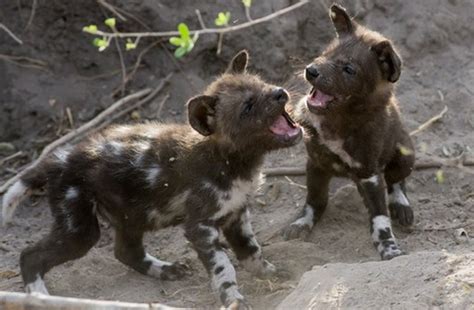 African Wild Dog Facts Animal Facts Encyclopedia