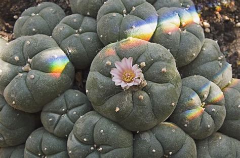 During the dark time of year, root. A (Not So) Brief History of Psychedelic Science | NeuWrite ...