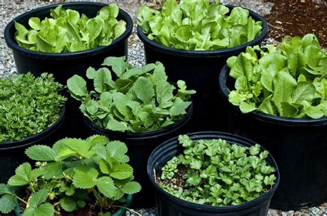 Vegetable Terrace Garden For Organic Vegetables Grow Food Guide