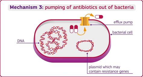 Mechanisms Of Antimicrobial Resistance Pumping Of Antibiotics Out Of