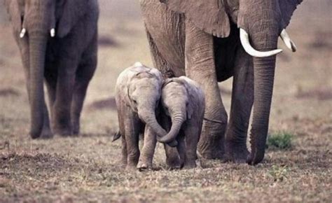 Baby Elephants Holding Each Others Trunks Cute Animals Elephant