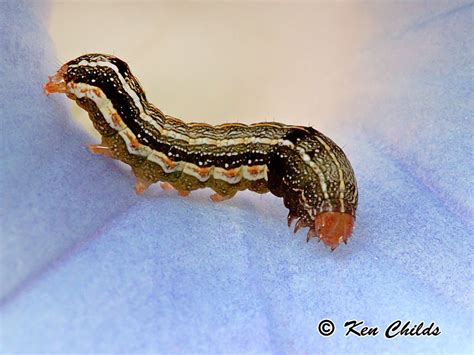 Southern Armyworm Moth Spodoptera Eridania Stoll 1781 Butterflies