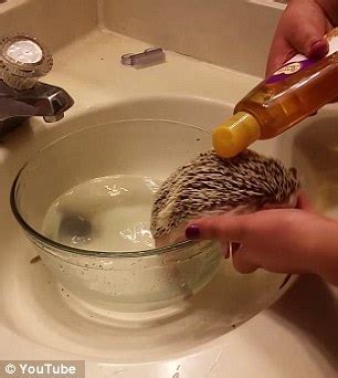 Other hedgehogs may not like the water at. Rigby the hedgehog lathers up as he takes a warm bathtub ...
