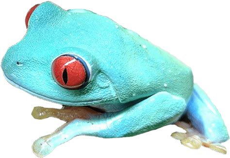 Download Transparent Blue Frog Png Blue Red Eyed Tree Frog Clipartkey