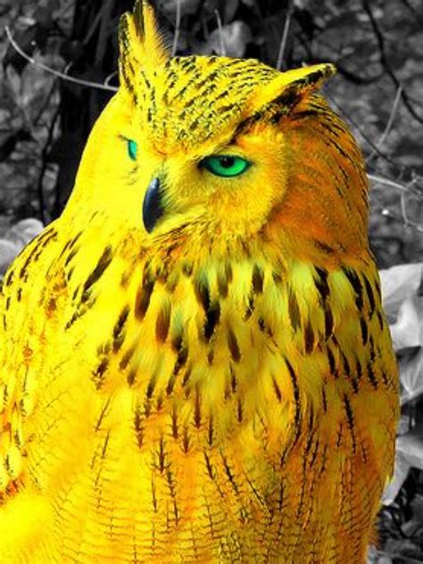 Stunning Golden Owl Pet Birds Nocturnal Birds Animals Beautiful