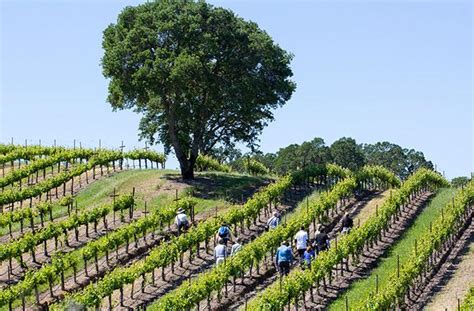 5 Winery Hikes In Sonoma County Fodors Travel Guide
