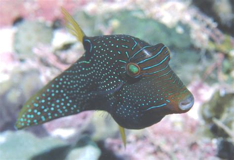 False Eye Puffer Canthigaster Papua Bleeker 1848 The Australian