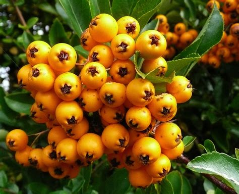 Yellow Pyracantha By Durleybeachbum