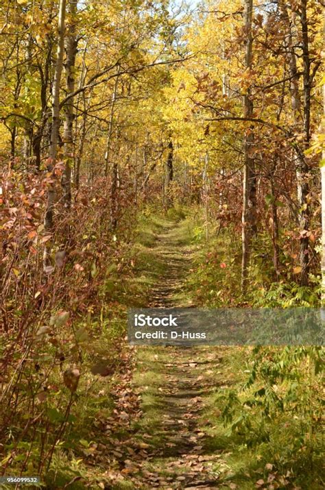 Beautiful Forest Trail In Autumn Stock Photo Download Image Now Istock