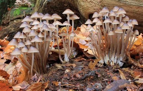 Mushroom compost is an especially formulated soil to help maximize their profits. Mycena inclinata - Wikipedia
