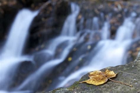 Free Picture Rock Yellow Leaf Leaves Water Stream Foliage Autumn