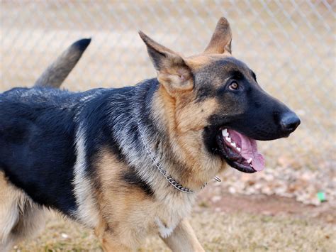 German Shepherd Strong And Loyal German Shepherd Best Dogs German