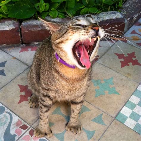 Add to wishlist add to compare share. Six-toed kitty at Hemingway's home in Key West. | Feline ...