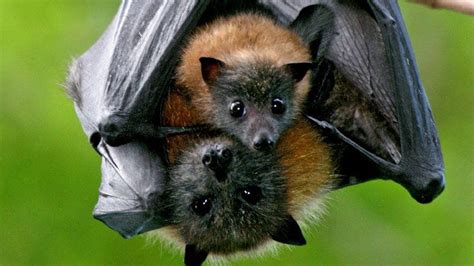 Bat Giving Birth Youtube