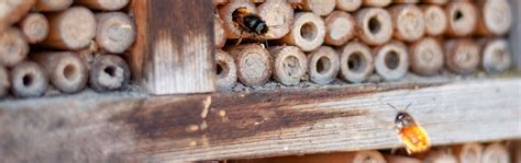 Der erste milchzahn ist meist ein milchschneidezahn der durchbricht. Insektenhotel: Wann kommen die Insekten eigentlich ...