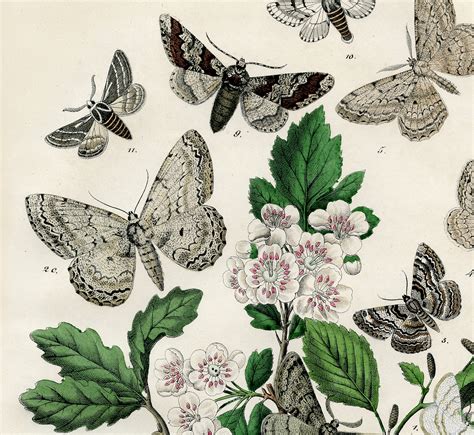 Bohemian Moths Printable Marvelous The Graphics Fairy