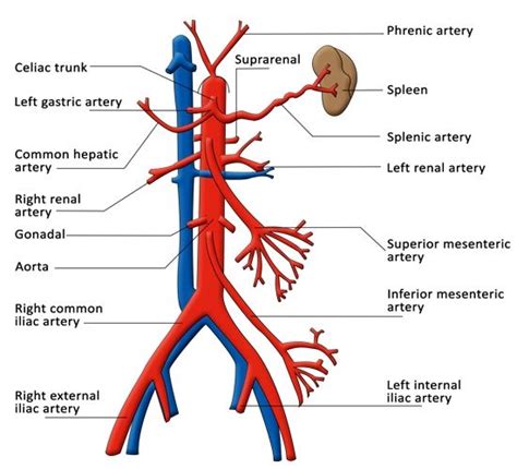 Celiac Artery Abdominal Aorta Arteries