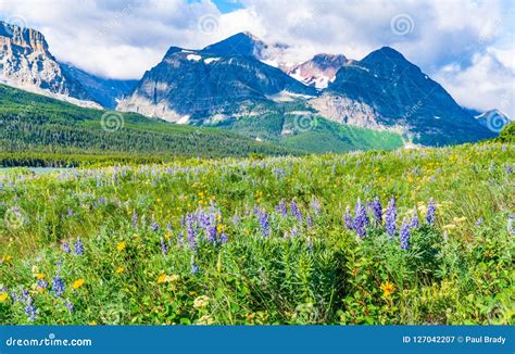 Wildflower Meadow In Glacier National Park Stock Image Image Of Park