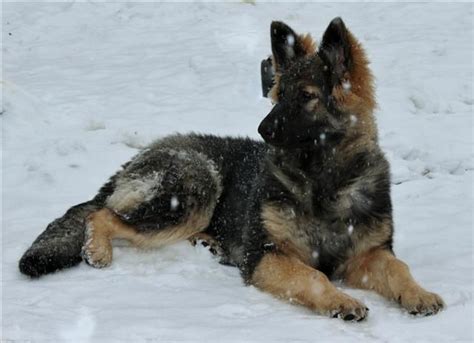 The 25 Best King Shepherd Ideas On Pinterest King German Shepherd