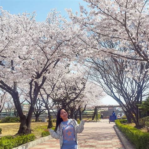 We did not find results for: South Korea Flower Season: A Country That Blooms All Year ...