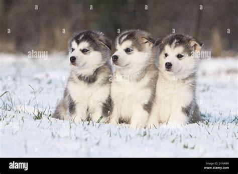 Alaskan Malamute Puppy Snow High Resolution Stock Photography And