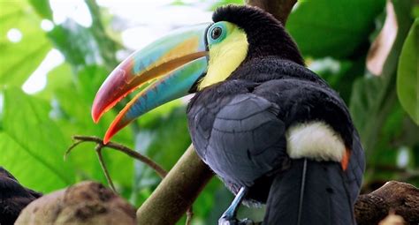 ¿estás buscando ejemplos de animales herbívoros? Animales herbívoros | Qué son, características, tipos ...