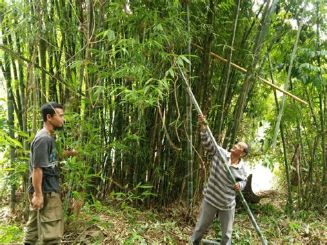Maybe you would like to learn more about one of these? Tanam Buluh @ Sawit? Lelaki Ini Kongsi Kenapa Buluh ADA ...