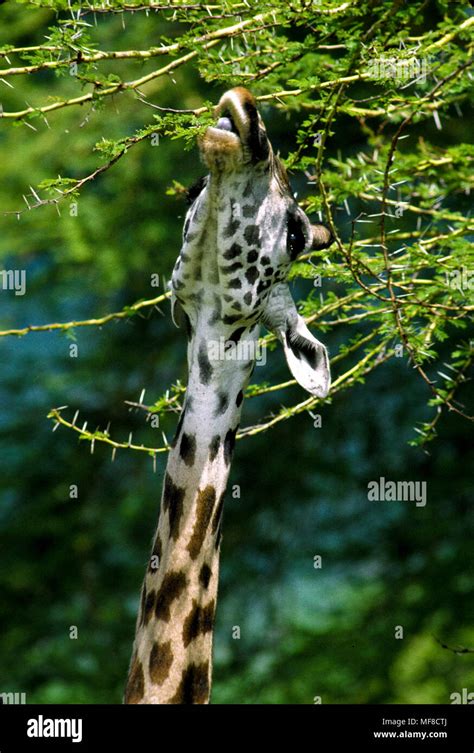 Giraffe Eating Acacia Leaves Lake Manyara National Park Tanzania