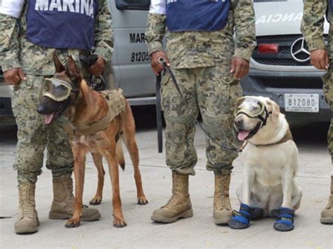 Murió Frida La Perrita Rescatista Del Sismo Del 2017 Que Salvó Vidas Y