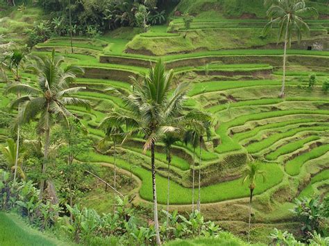 Cultural Landscape Of Bali Province Traveling Tour Guide