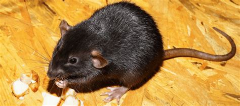 While they do not pose a health threat, they can make it impossible to get a good night's sleep, which can result in some consequences to a person's. List Of Rodents In Alphabetical Order - Photos Alphabet ...