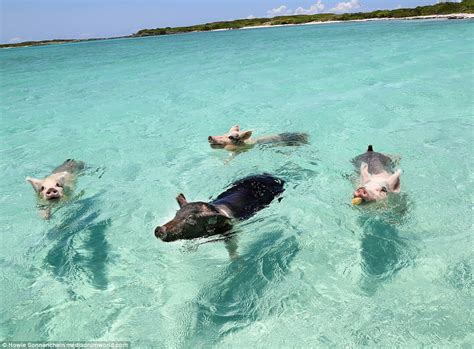 Pigs Get Into The Swing Of Things In Exuma The Bahamas Daily Mail Online